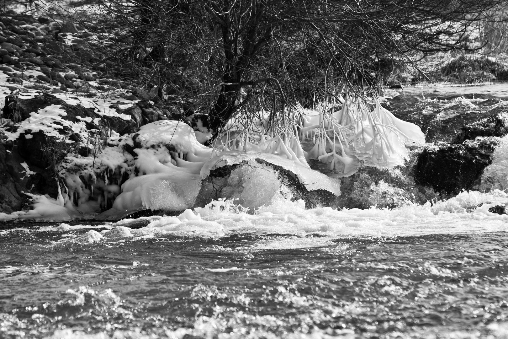 Baum an Isteiner Schwellen