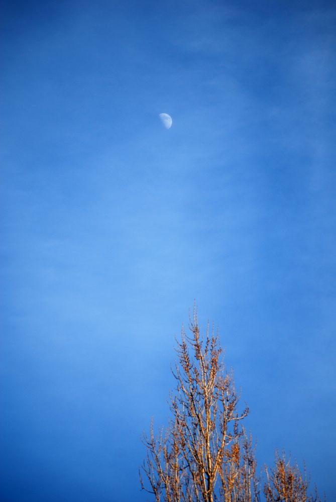Baum an Mond von bisgleich 