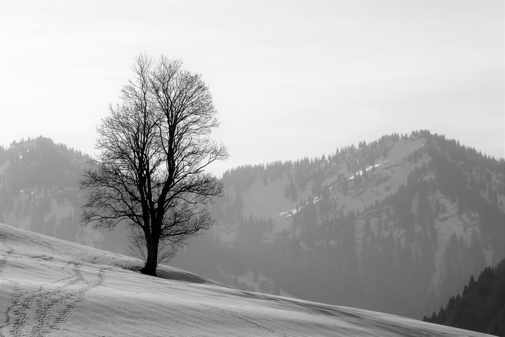 Baum an Nagelfluh ;-)