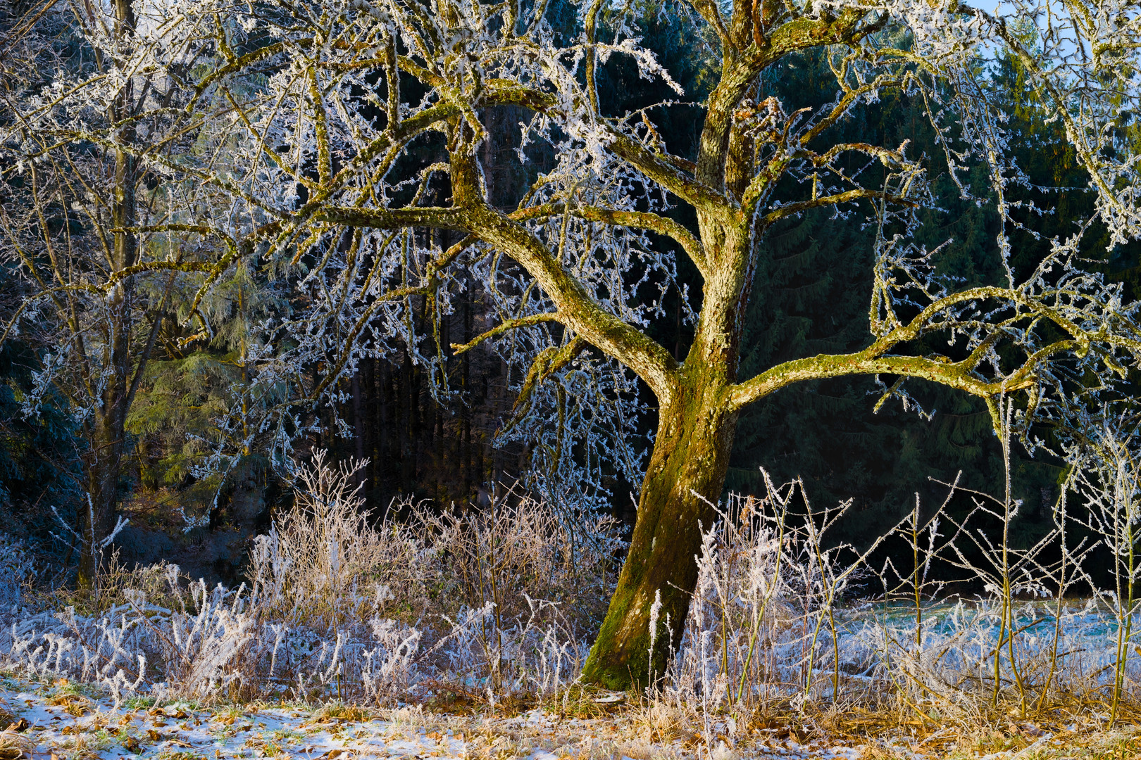 Baum an Promilleweg