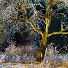 Baum an Promilleweg