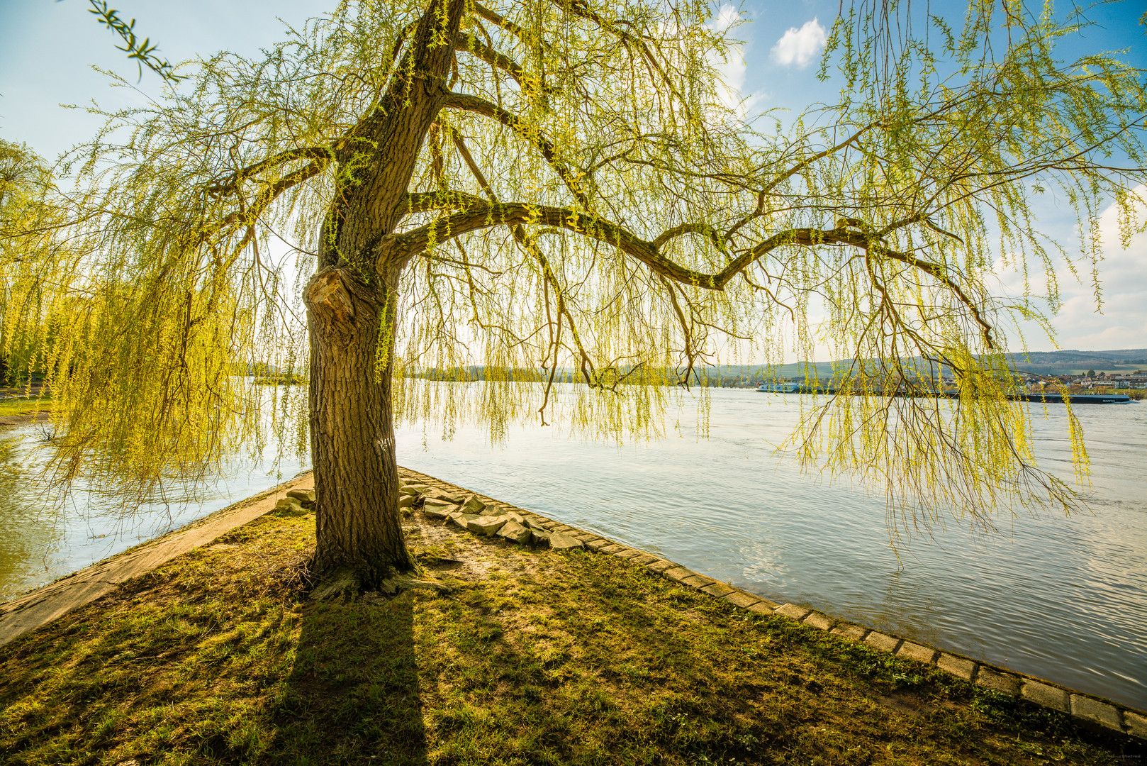 Baum an Selzmündung 61