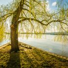 Baum an Selzmündung 61