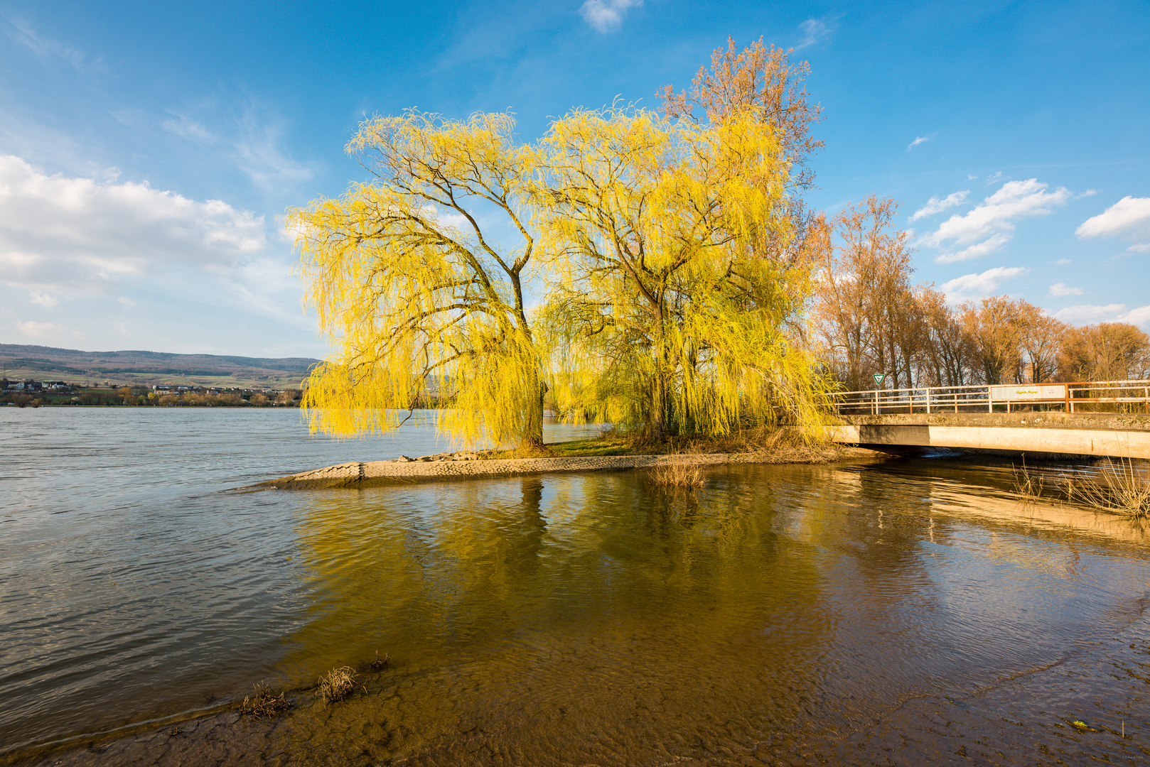 Baum an Selzmündung 78