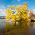 Baum an Selzmündung 78