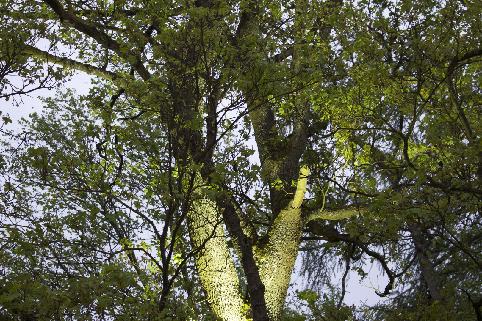 Baum angestrahlt