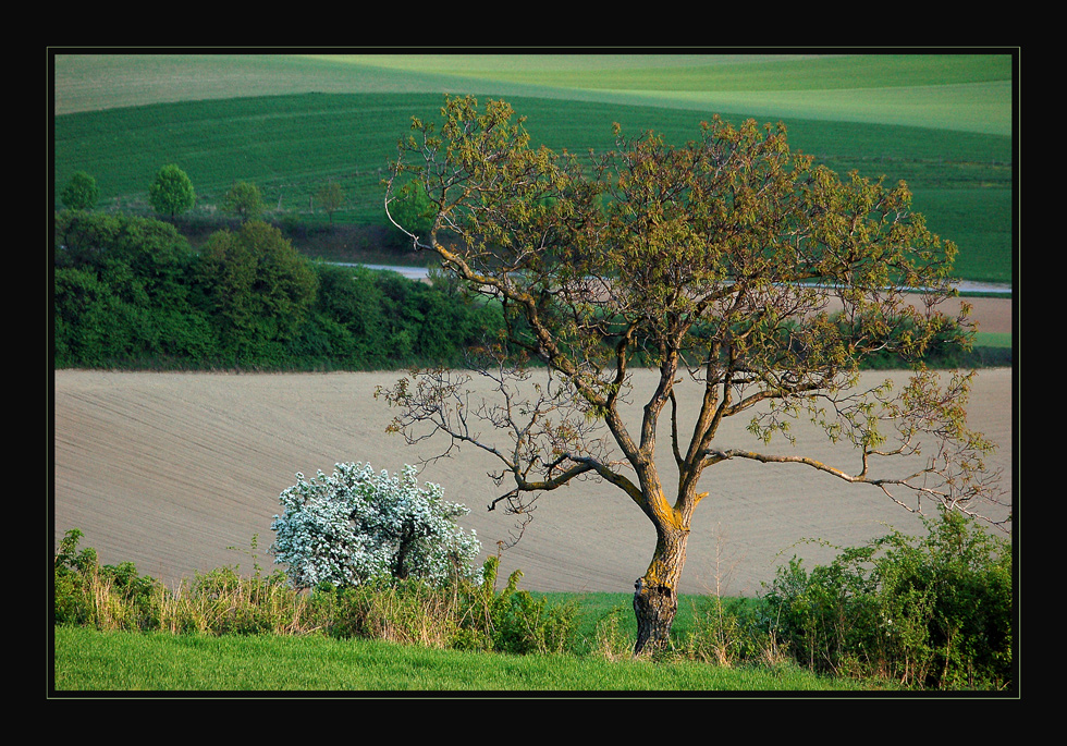 BAUM - "ANSICHT"  -2