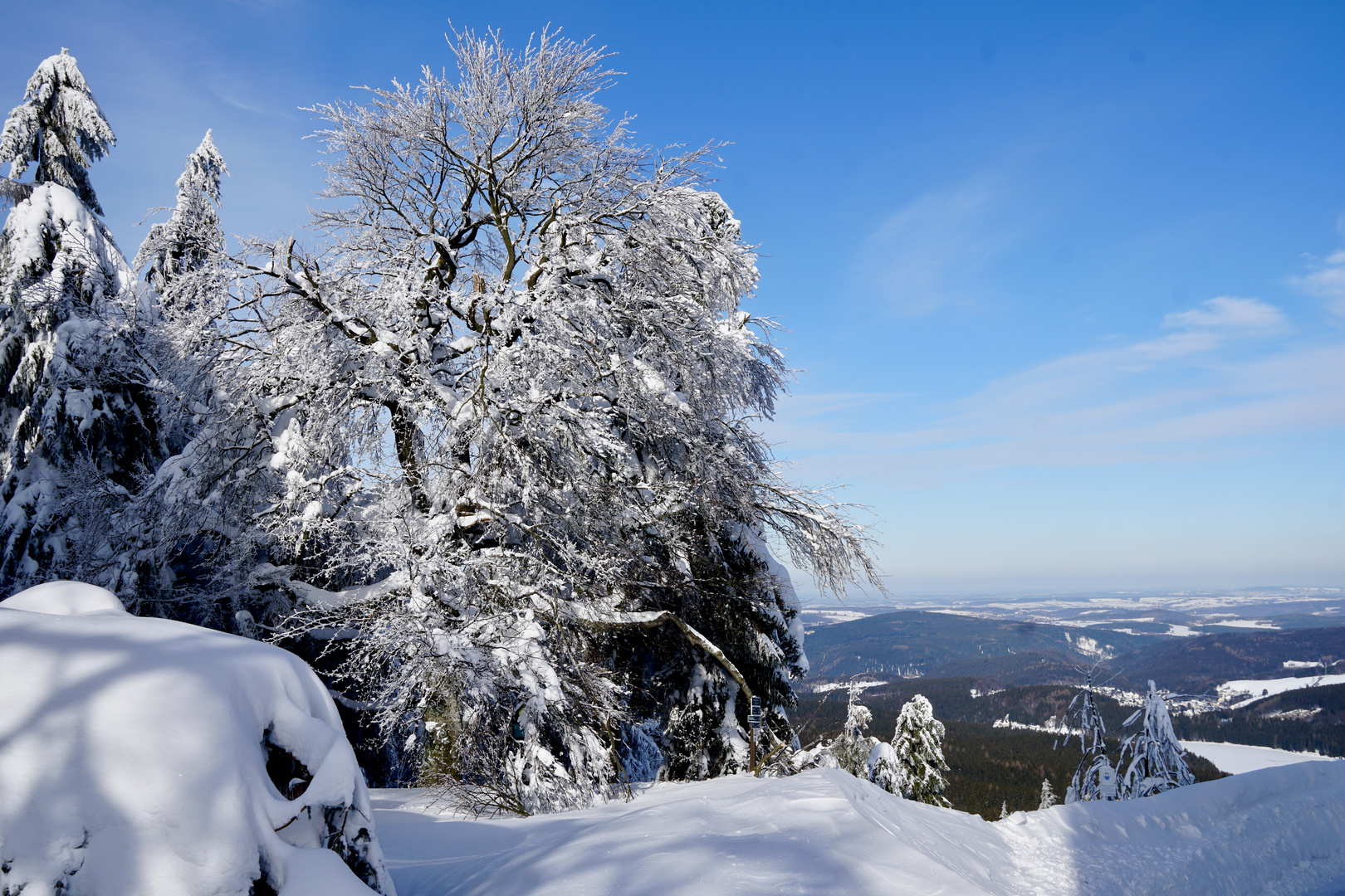 Baum auf 1000m