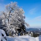 Baum auf 1000m