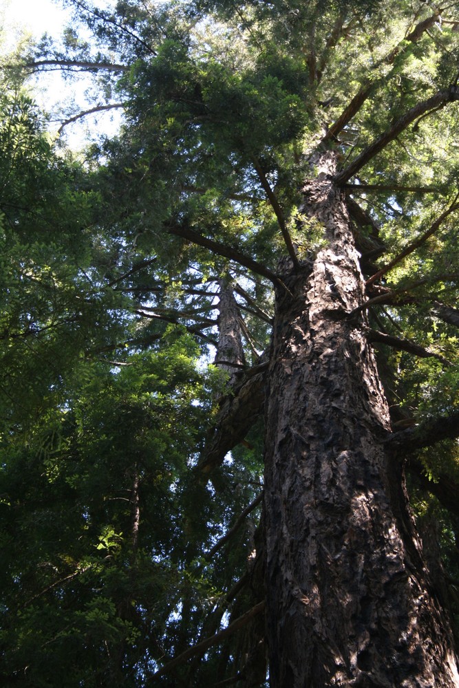 Baum auf Baum