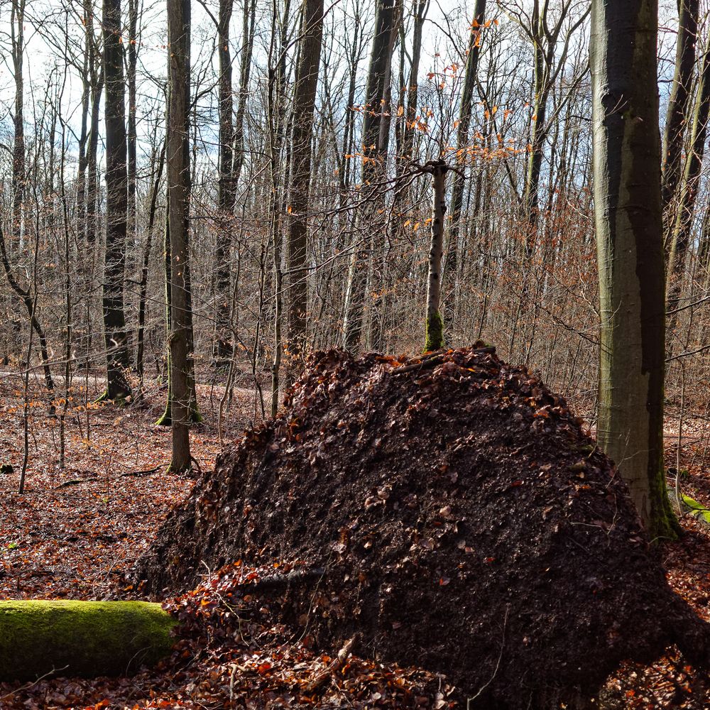 Baum auf Baum