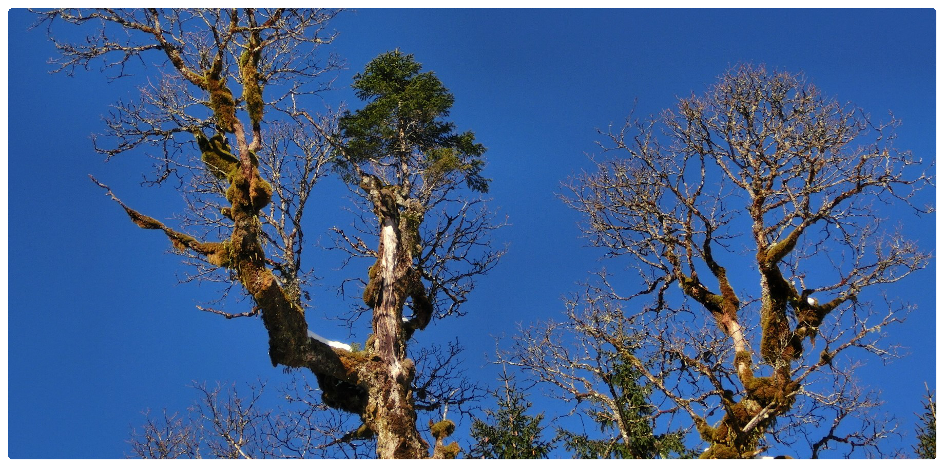 Baum auf Baum