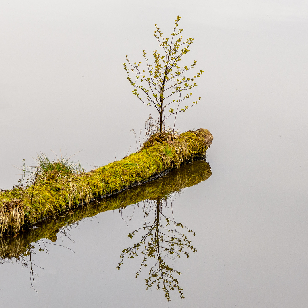 Baum auf Baum im Mittelsee in Brandenburg