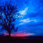 Baum auf Blau