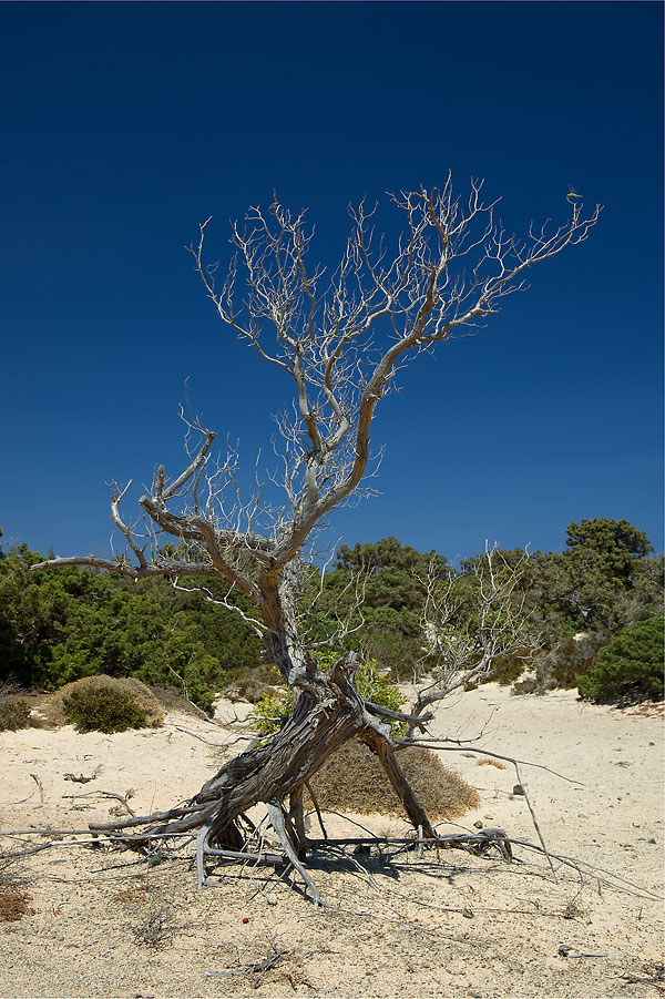 Baum auf Chrysi Island