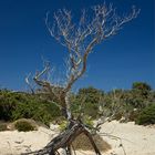 Baum auf Chrysi Island