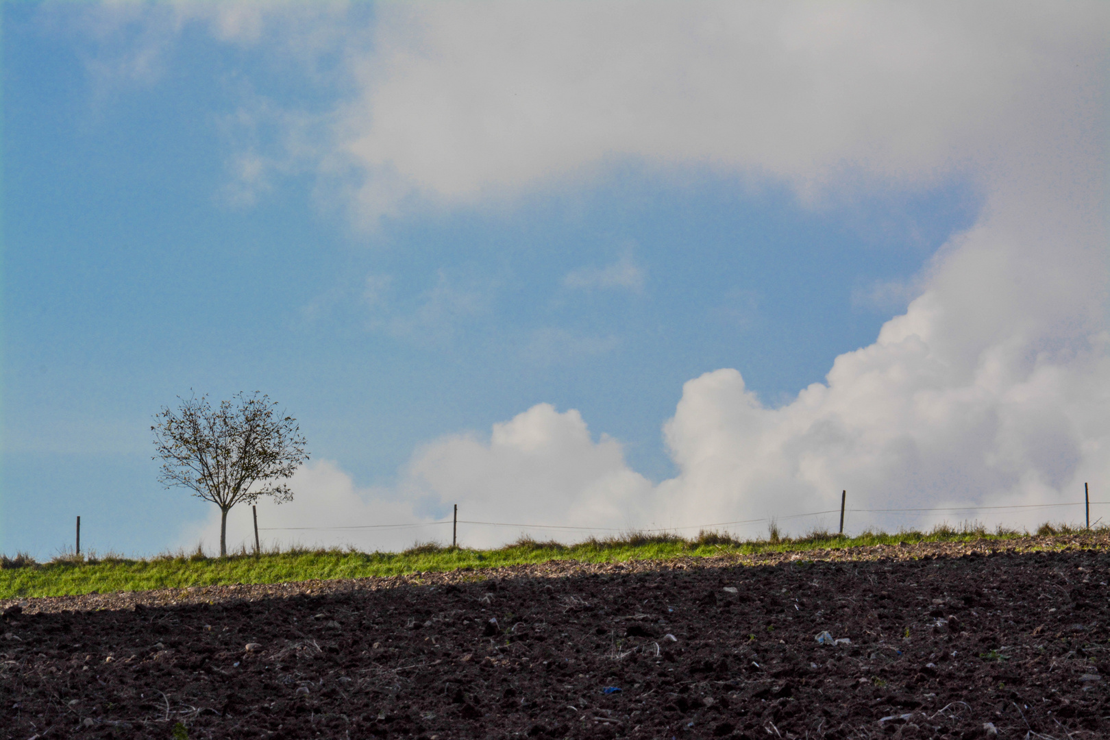 Baum auf dem Acker