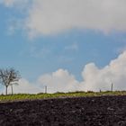 Baum auf dem Acker