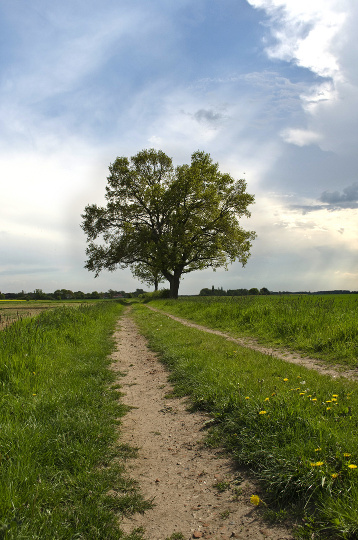 Baum auf dem Acker