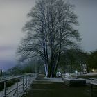 Baum auf dem Balkon