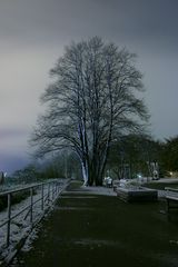 Baum auf dem Balkon