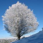 Baum auf dem Dachsberg