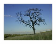 Baum auf dem Dinkelberg