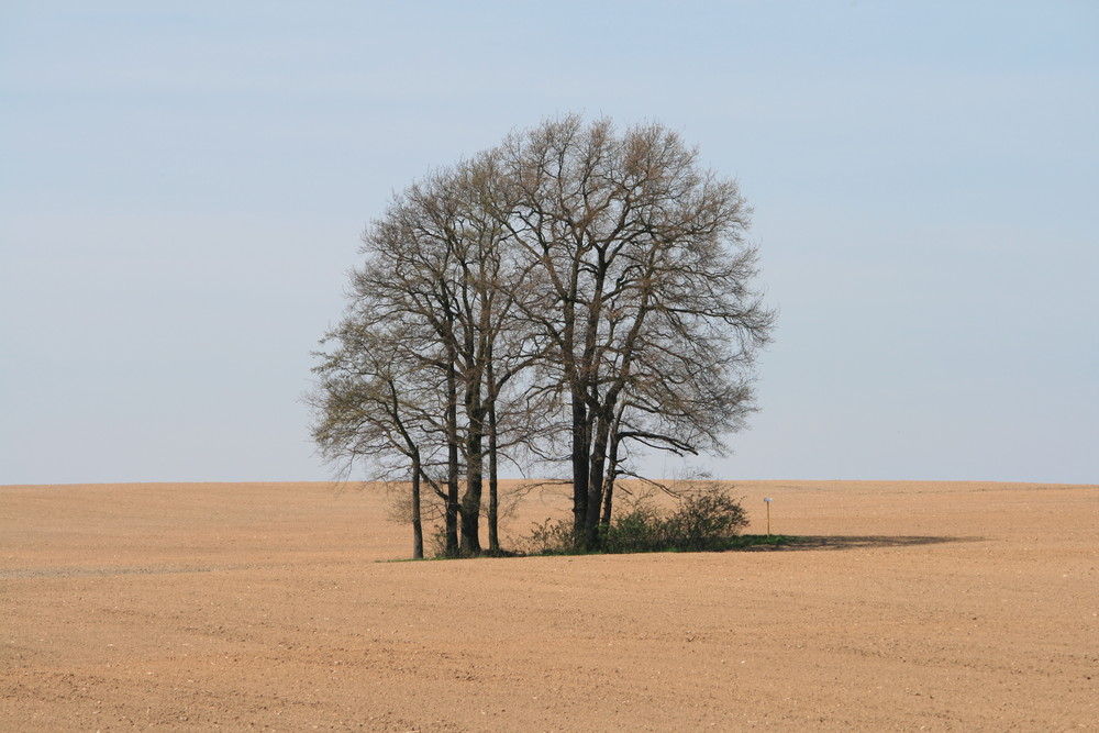 Baum auf dem Feld
