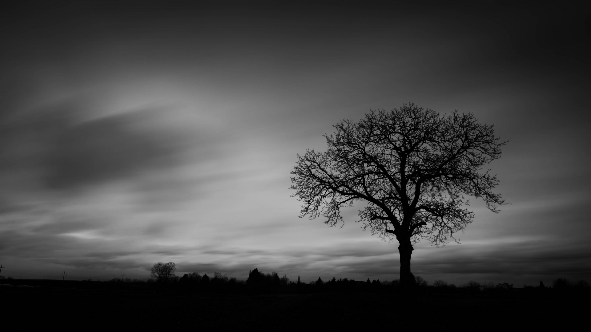 Baum auf dem Feld