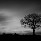 Baum auf dem Feld