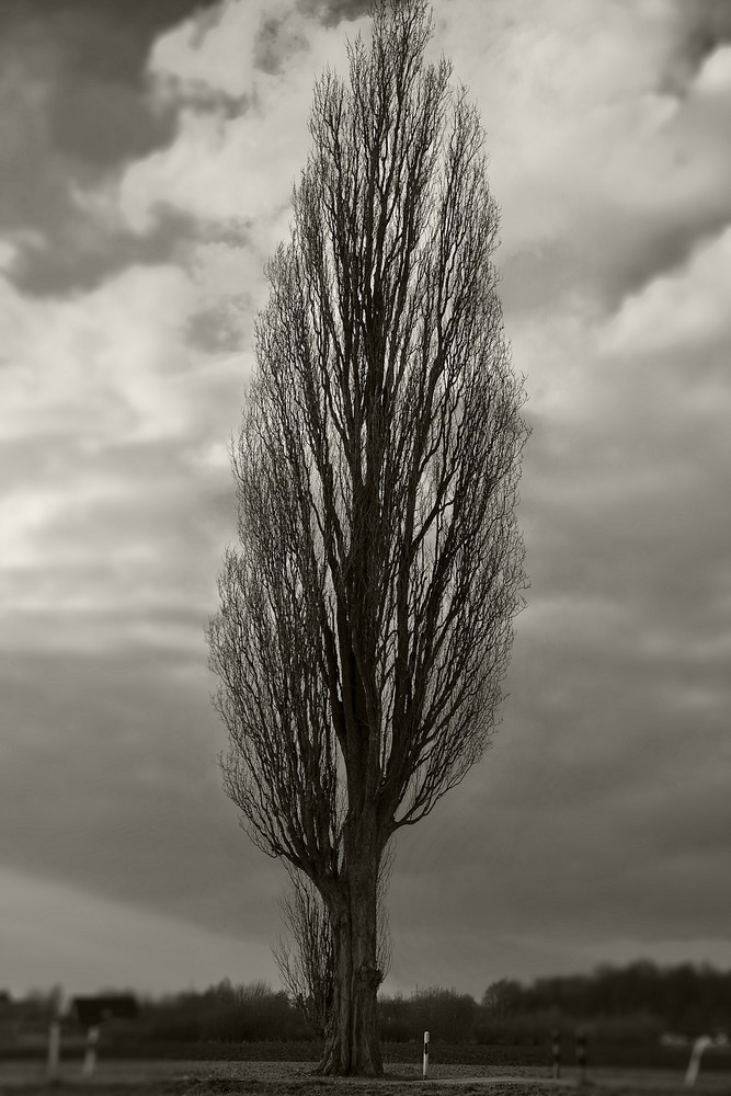 Baum auf dem Feld