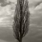 Baum auf dem Feld