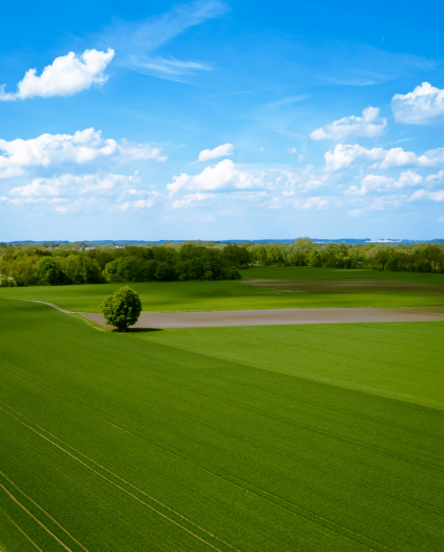 Baum auf dem Feld