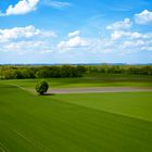 Baum auf dem Feld