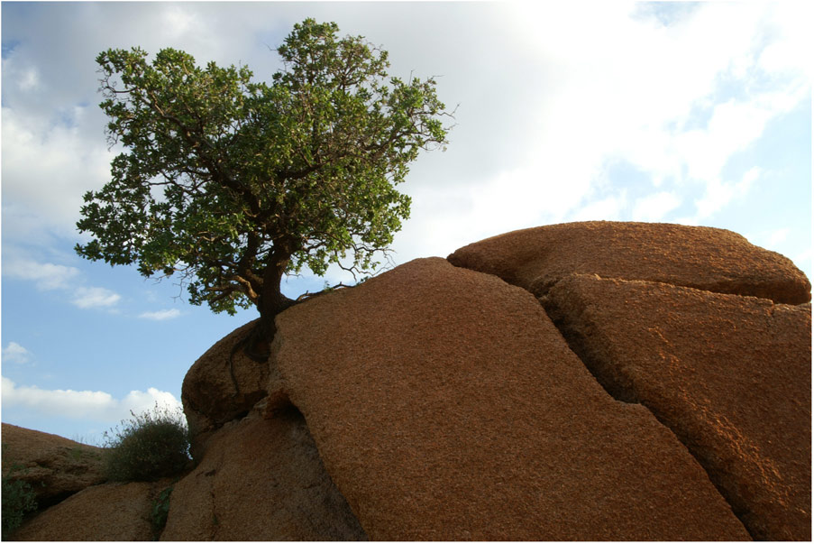 Baum auf dem Felsen