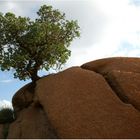 Baum auf dem Felsen