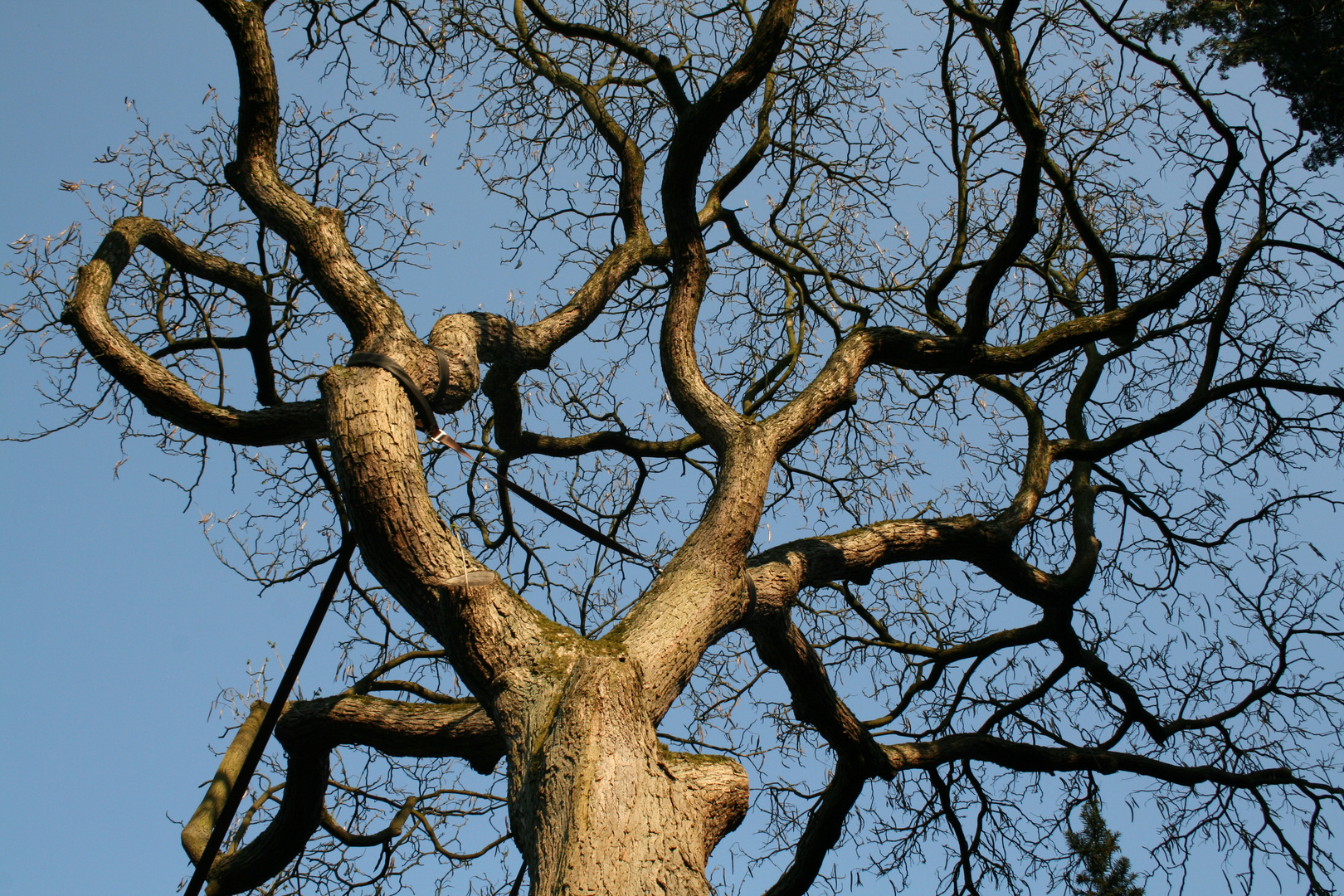 Baum auf dem Friedhof Köln