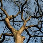 Baum auf dem Friedhof Köln