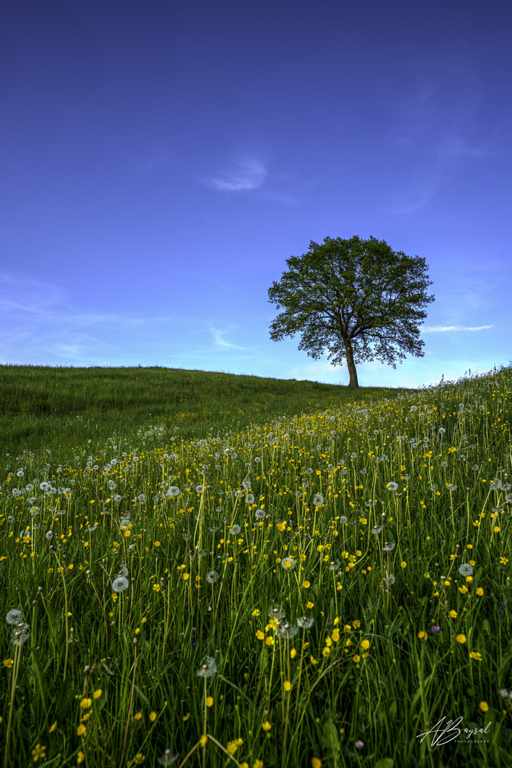 Baum auf dem Hügel