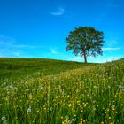 Baum auf dem Hügel