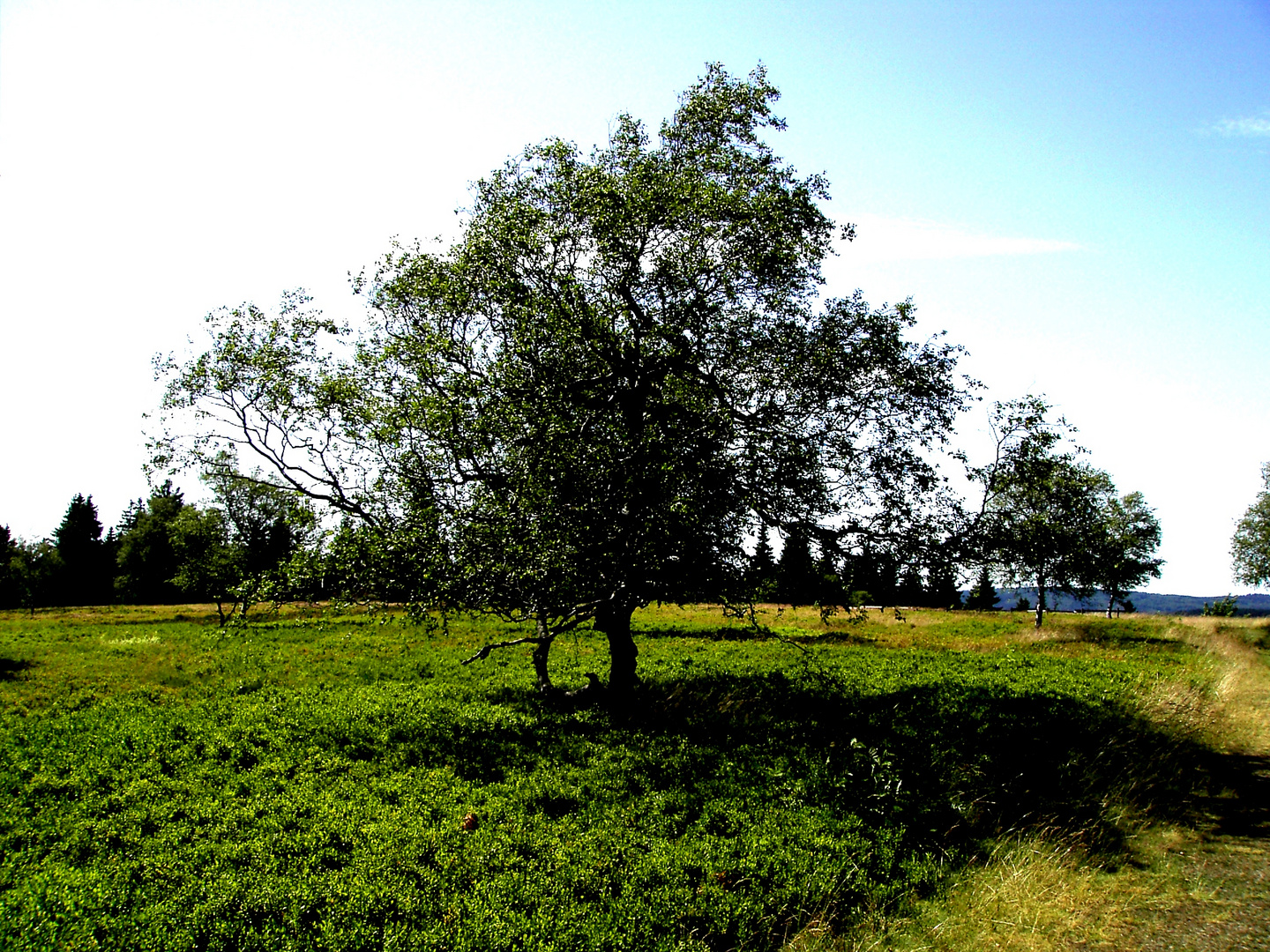 Baum auf dem Kahlen Asten