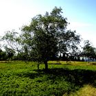 Baum auf dem Kahlen Asten