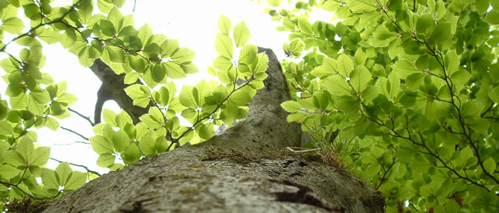 Baum auf dem Königsstuhl