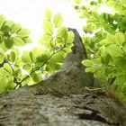 Baum auf dem Königsstuhl