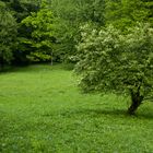 Baum auf dem Mackenberg in Oelde/Sünninghausen