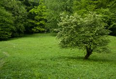 Baum auf dem Mackenberg in Oelde/Sünninghausen