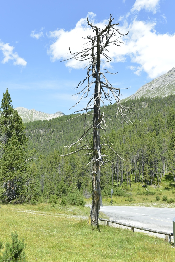 Baum auf dem Ofenpass