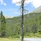 Baum auf dem Ofenpass