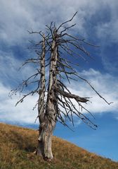 Baum auf dem Rauschberg