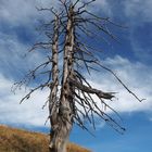 Baum auf dem Rauschberg